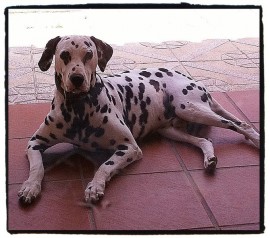 Pongo